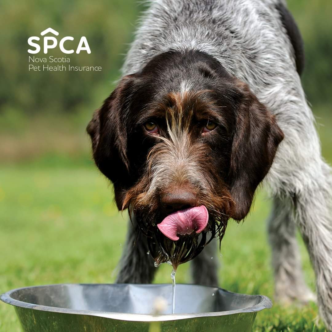 It's important to keep your pet hydrated, especially on hot summer days! 