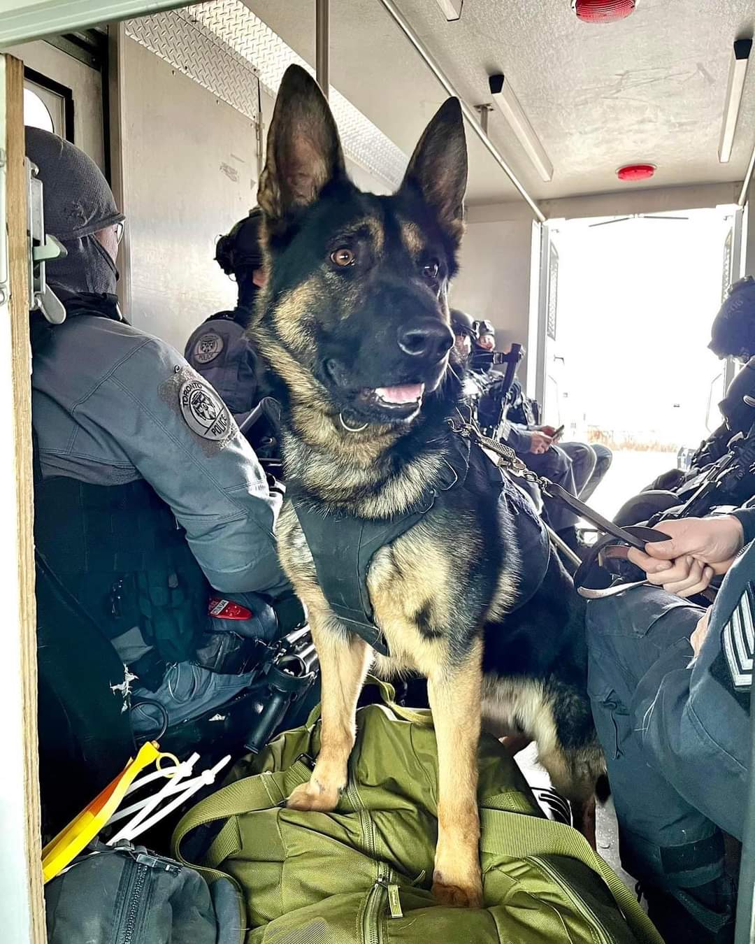 It is with heartfelt sadness that we have to say goodbye to PSD Bingo who was killed in the line of duty