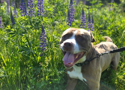 NS SPCA Adoptable Highlight- Leo