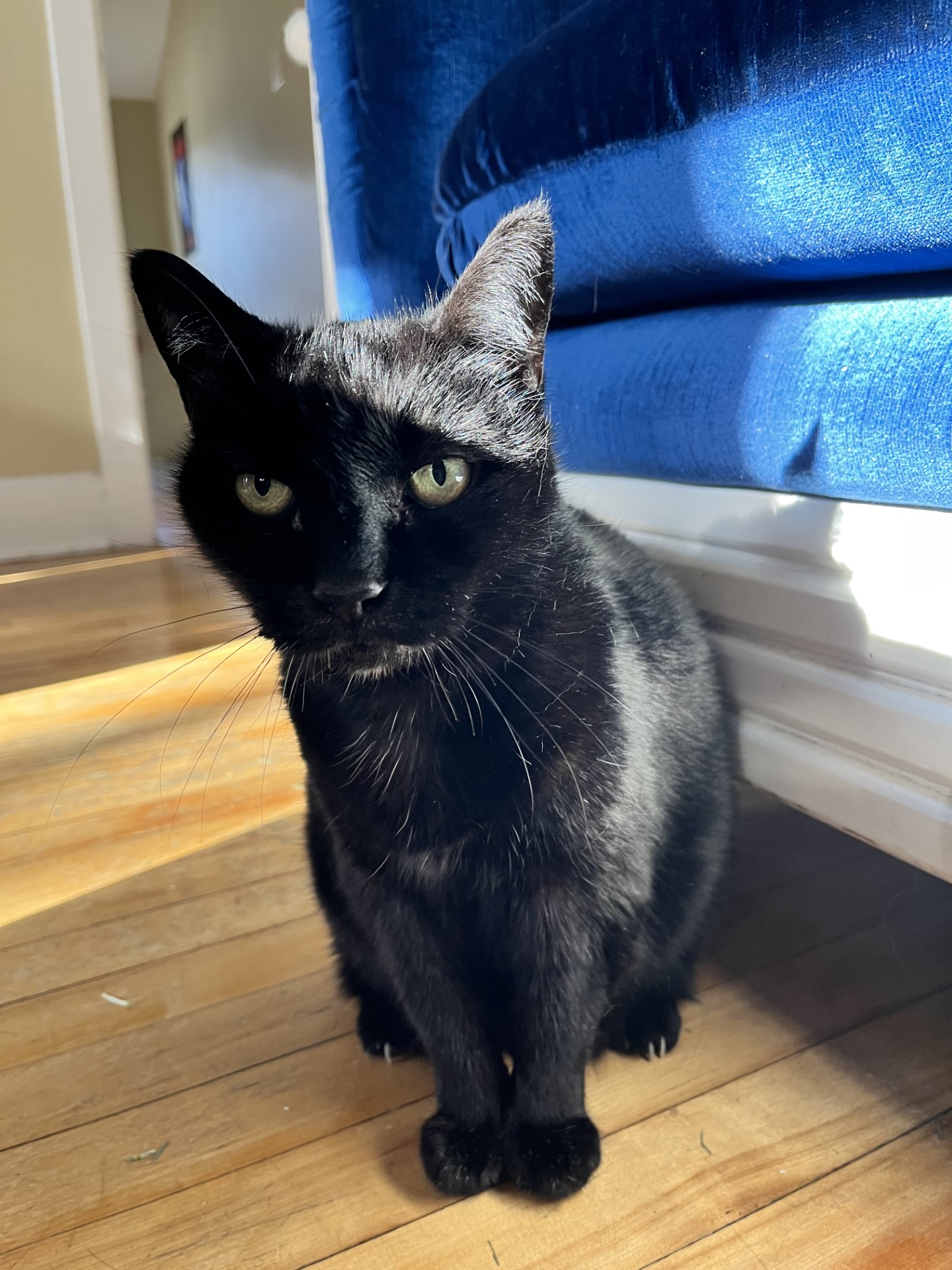 NS SPCA Adoptable Highlight- Ashley