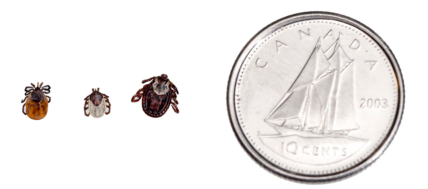 Additional resources for Nova Scotians with tick-borne infections