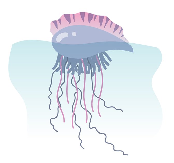 Portuguese man o' war have been sighted on South Shore beache