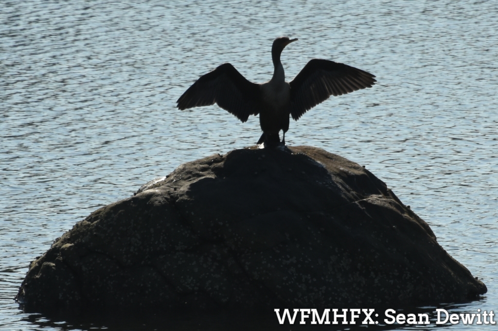 Humidex: the “unbearable heat” index