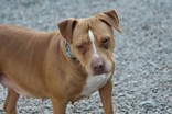 NS SPCA Adoptable Highlight- Diamond