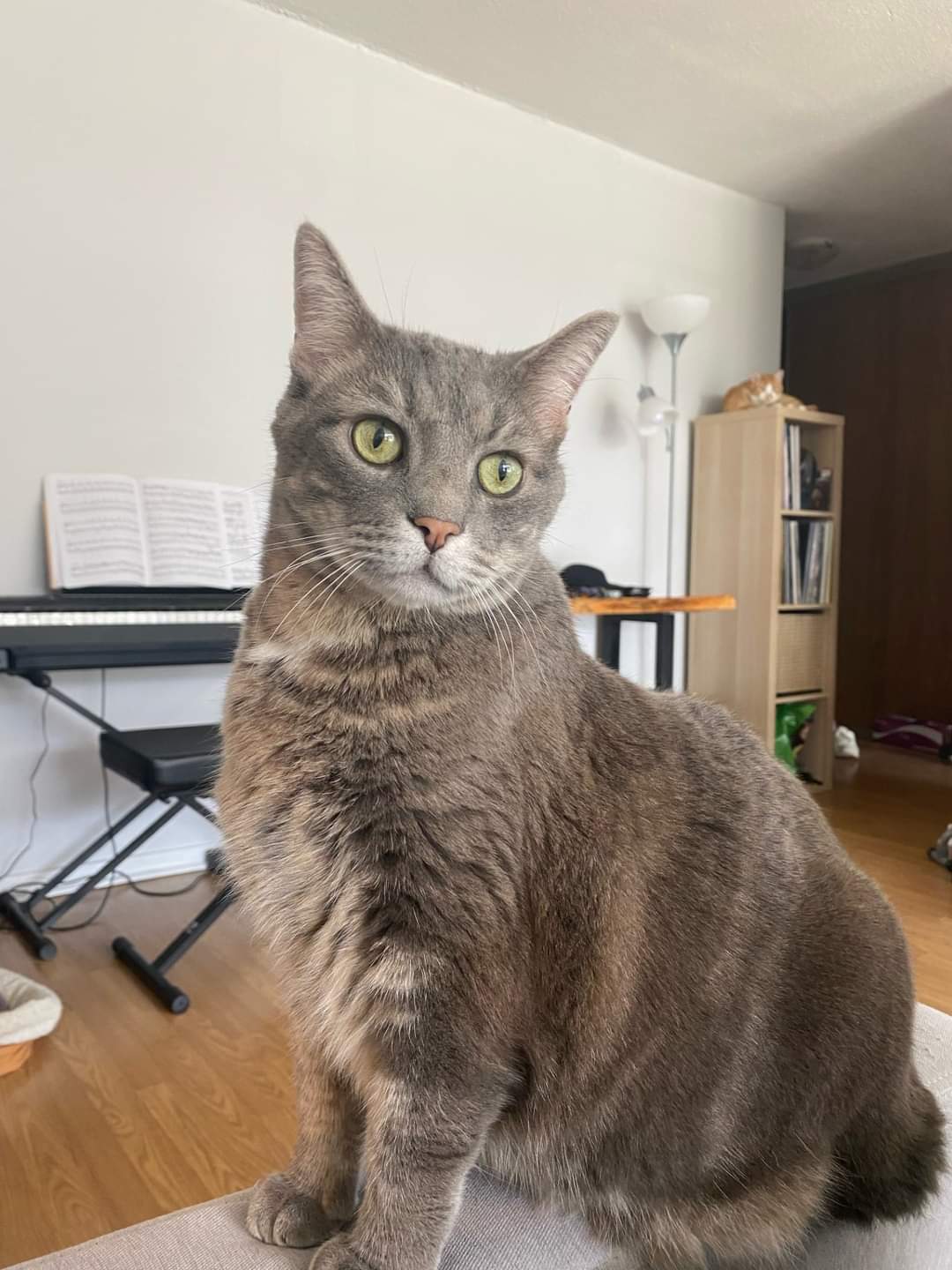 NS SPCA - Available for Adoption: Felix