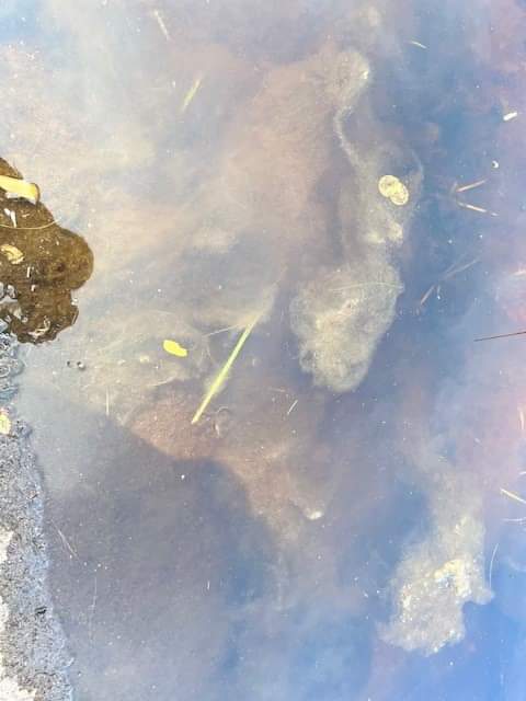 There has been a report of blue-green algae at the following location