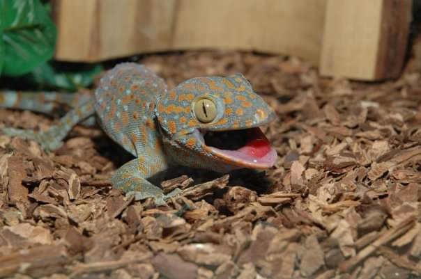DYK? World Lizard Day is celebrated annually on August 14 every year