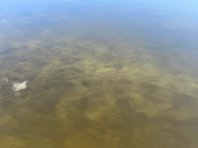 There has been a report of blue-green algae at the following location