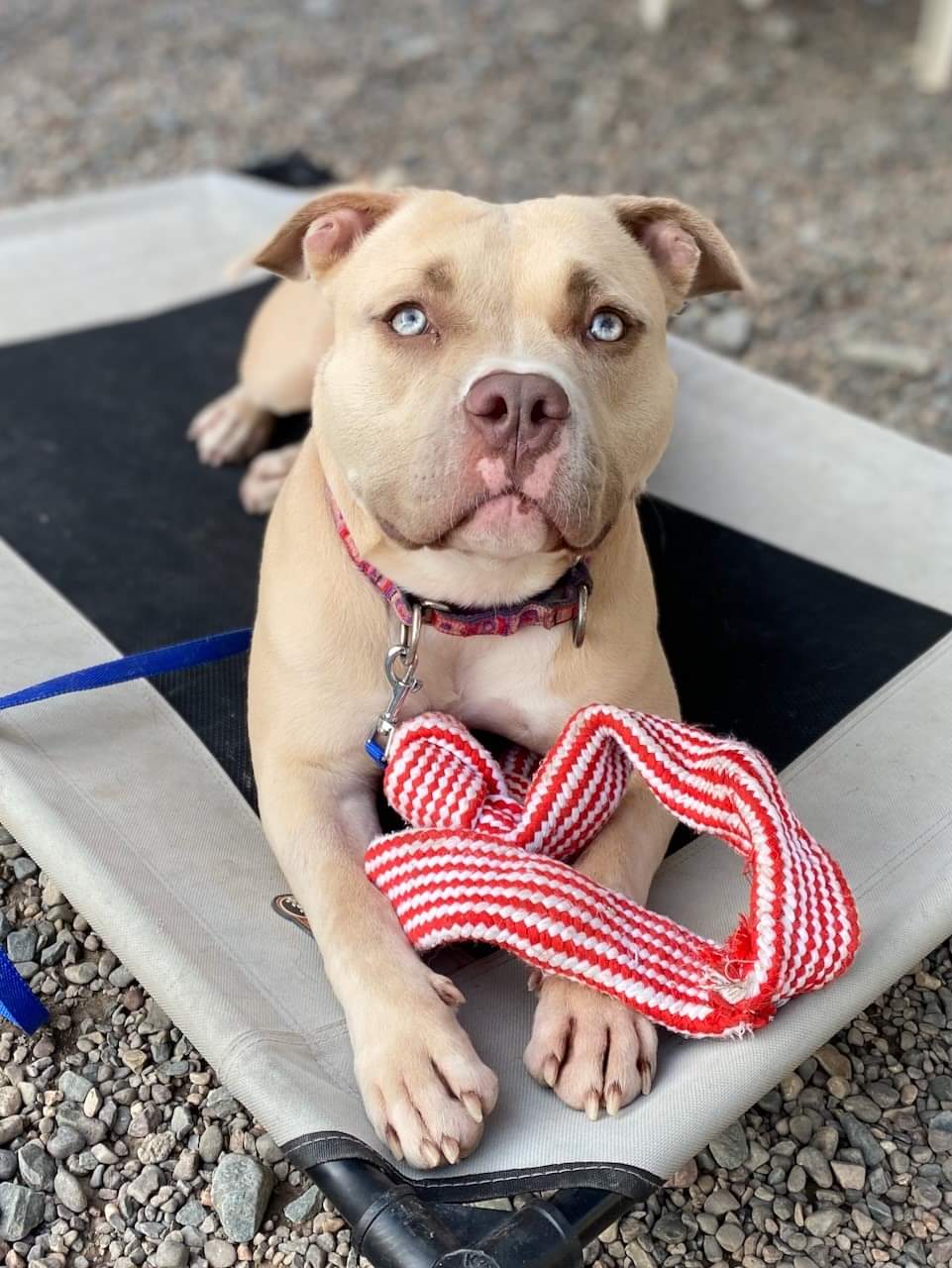 NS SPCA Adoptable - Taffy