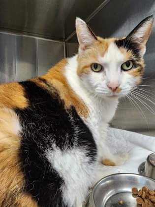 NS SPCA Adoptable - Ravioli