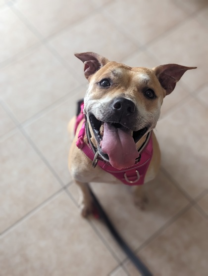 NS SPCA Adoptable highlight - Bella