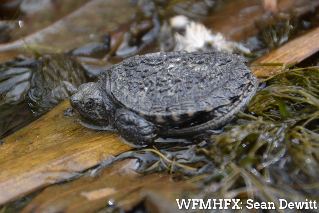 We went out with Clarence from the Nova Scotia Turtle Patrol to check on some local snapping turtle nests