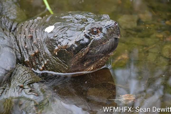 The Turtle Patrol's goal is to help our native turtles survive in the wild, to share turtle news and talk turtles with like minded individuals. If you see a turtle in the wild we want to hear about it
