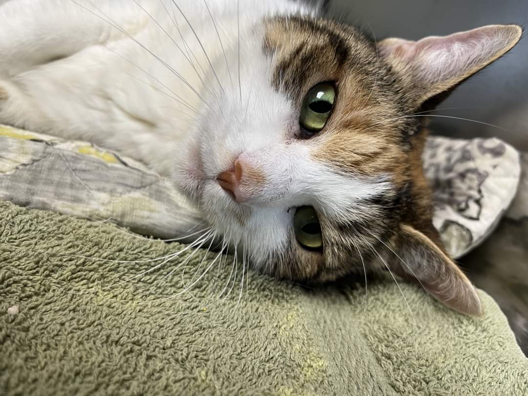 NS SPCA Adoptable Highlight - Trixie