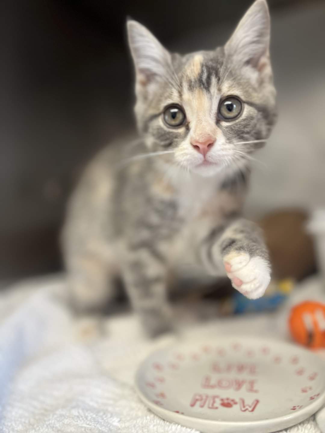 Kitten season is in full swing! And with all these little guys being cared for here at the shelter, we are going through supplies fast!