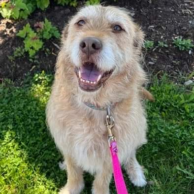 NS SPCA Adoptable - Buddy