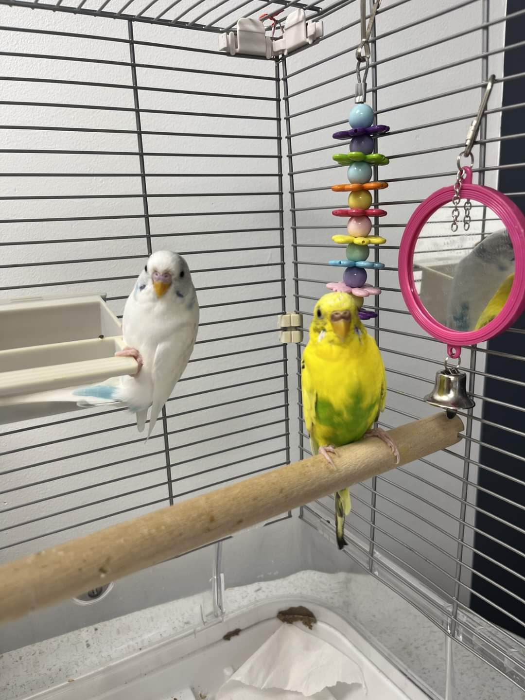 NS SPCA Adoptable - Pip & Feta