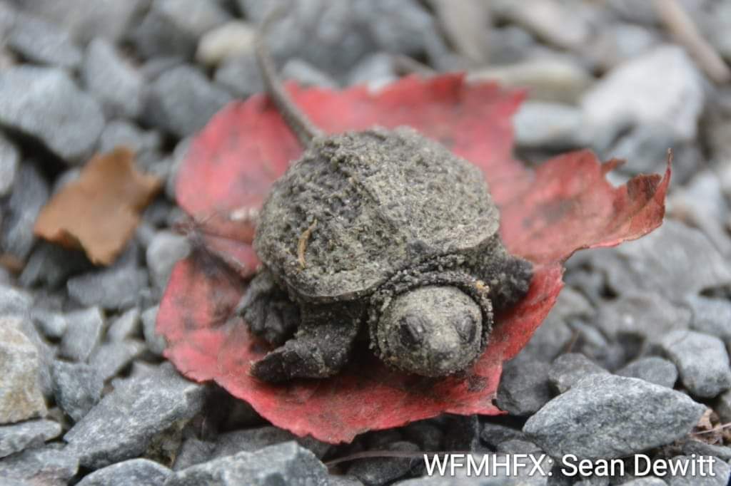 Repost - With countless turtle nests starting to hatch, you may find a turtle or two lost or in distress