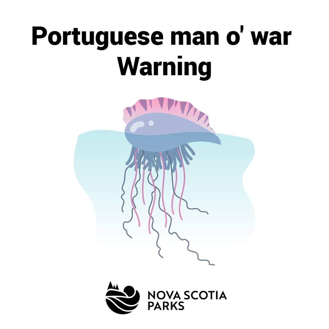 Portuguese man o' war have been spotted on Atlantic coastal beaches, including Clam Harbour Beach and Lawrencetown Beach