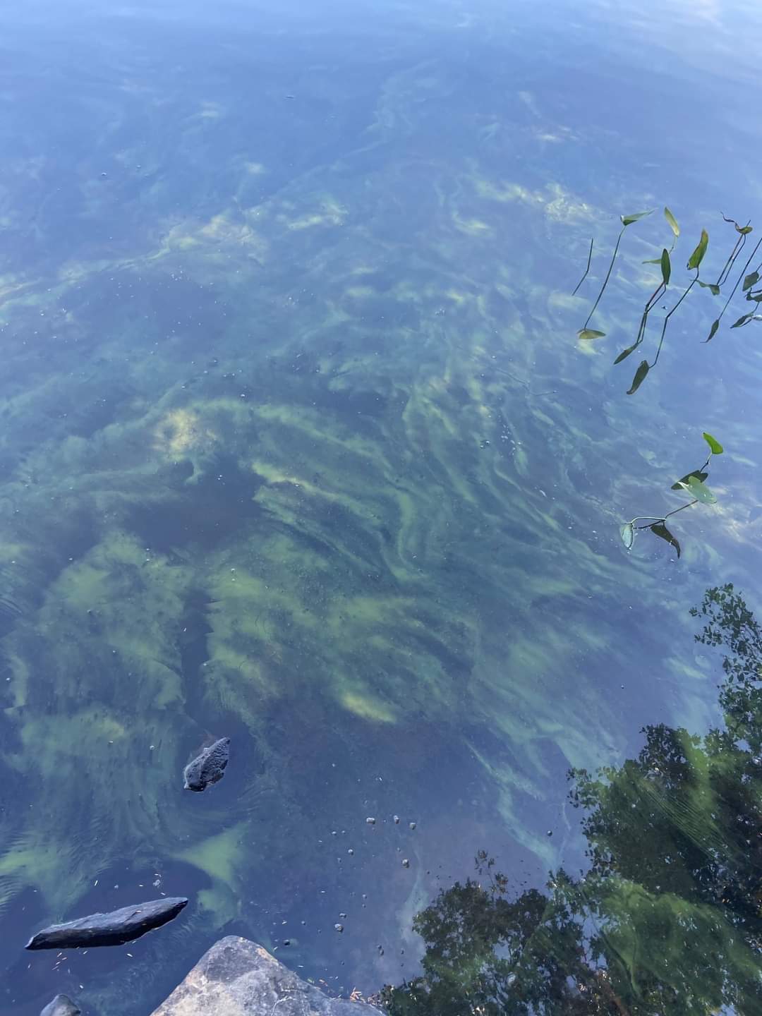 There has been a report of blue-green algae at the following location
