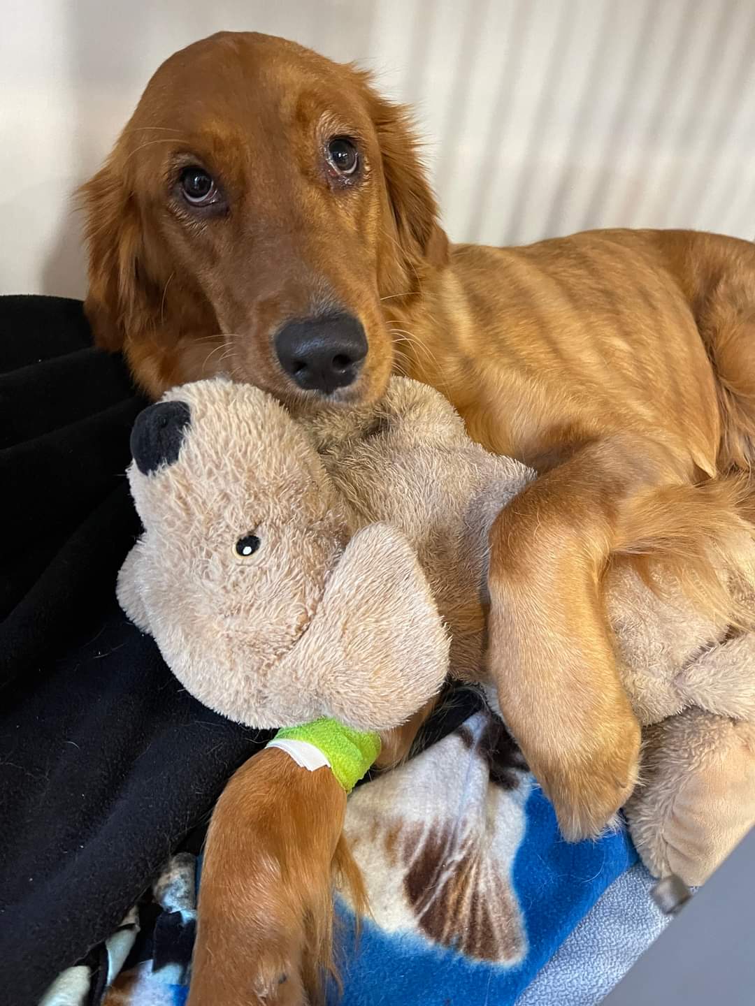 Growing up, did you have a favourite teddy bear?