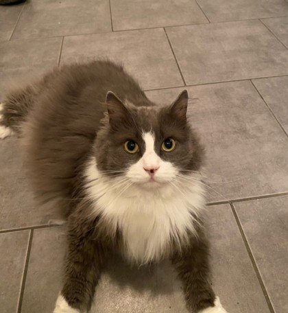 NS SPCA Adoptable Highlight- Winnie