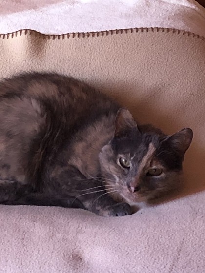 NS SPCA Adoptable Highlight - Slice
