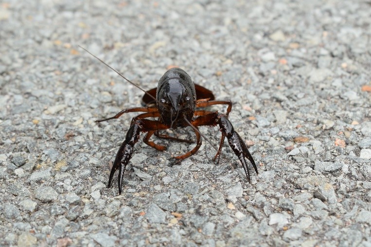 Red swamp crayfish have been identified in Three Mile Lake, near Lower Sackville, Nova Scotia