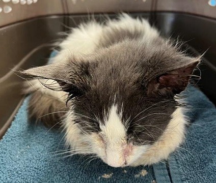 Found pets currently in the care of Halifax Animal Services