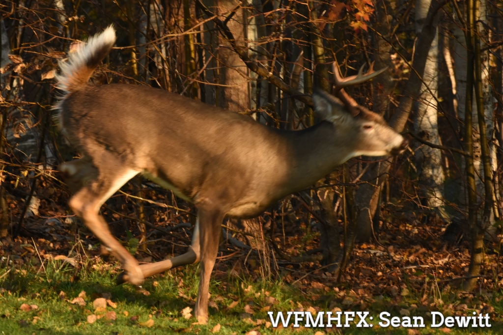 Today's weather for the Halifax area