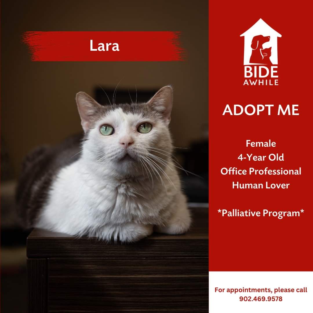 Introducing Lara, Lola and Wasabi who are all now ready for their forever homes! 