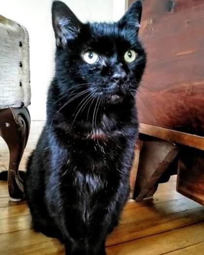 NS SPCA Adoptable Highlight - Ashley