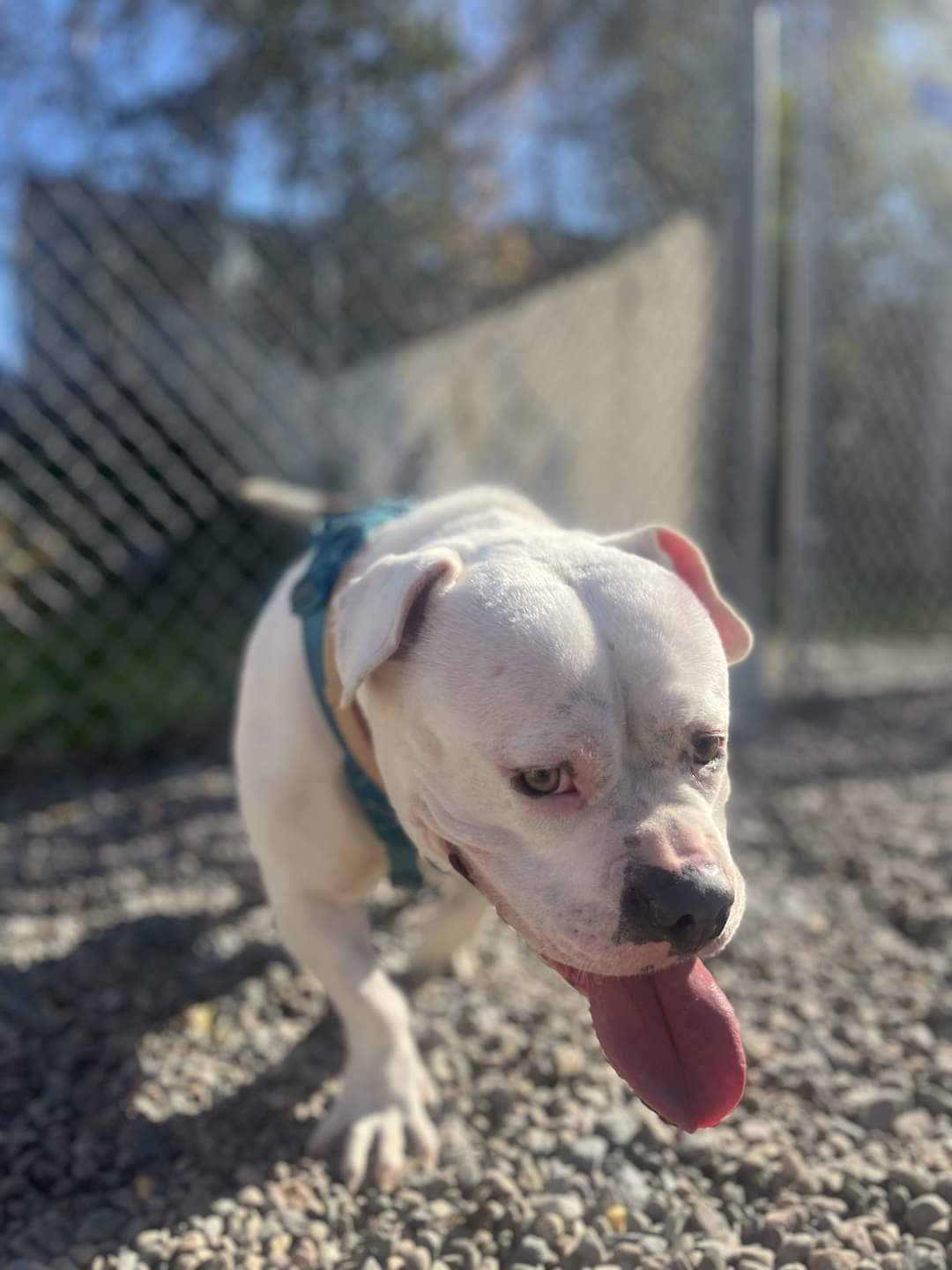 NS SPCA Adoptable Highlight - Snowflake