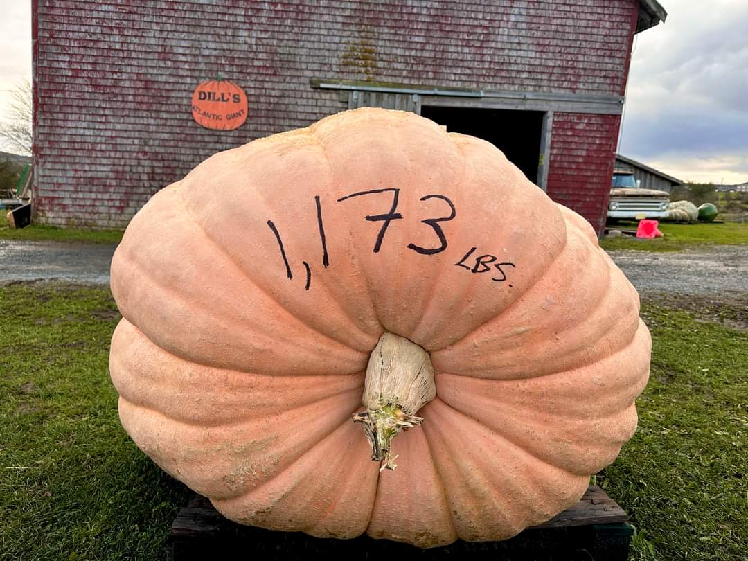 The Mighty Q's Eliminator Pumpkin Drop is ready to smash some pumpkins!