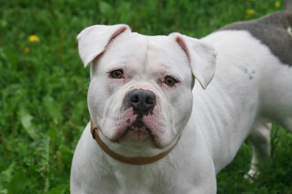 NS SPCA Adoptable Highlight- Snowflake