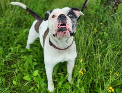 NS SPCA Adoptable Highlight - Vegas!
