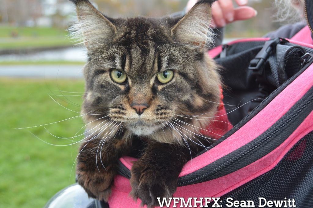 Meet Willow Grace, the Adventure Cat!