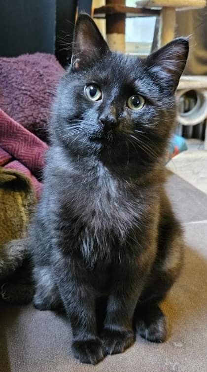 NS SPCA Adoptable - Lucky Luciano