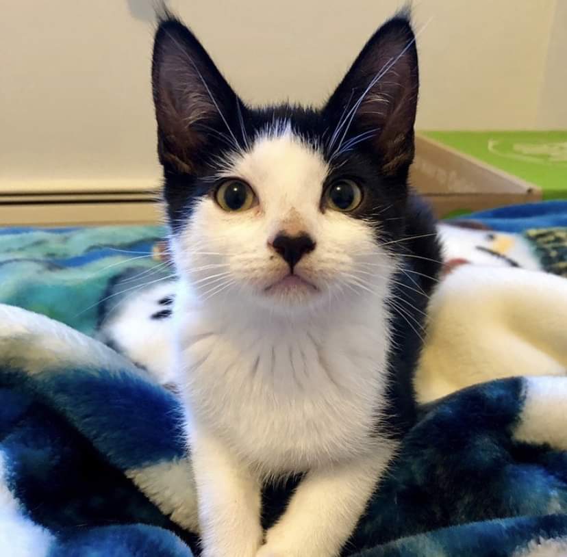 This week marks National Animal Shelter and Rescue Appreciation Week! Lexie, this kitty with a heart-shaped nose, wants to let you know how much we adore our animal care team