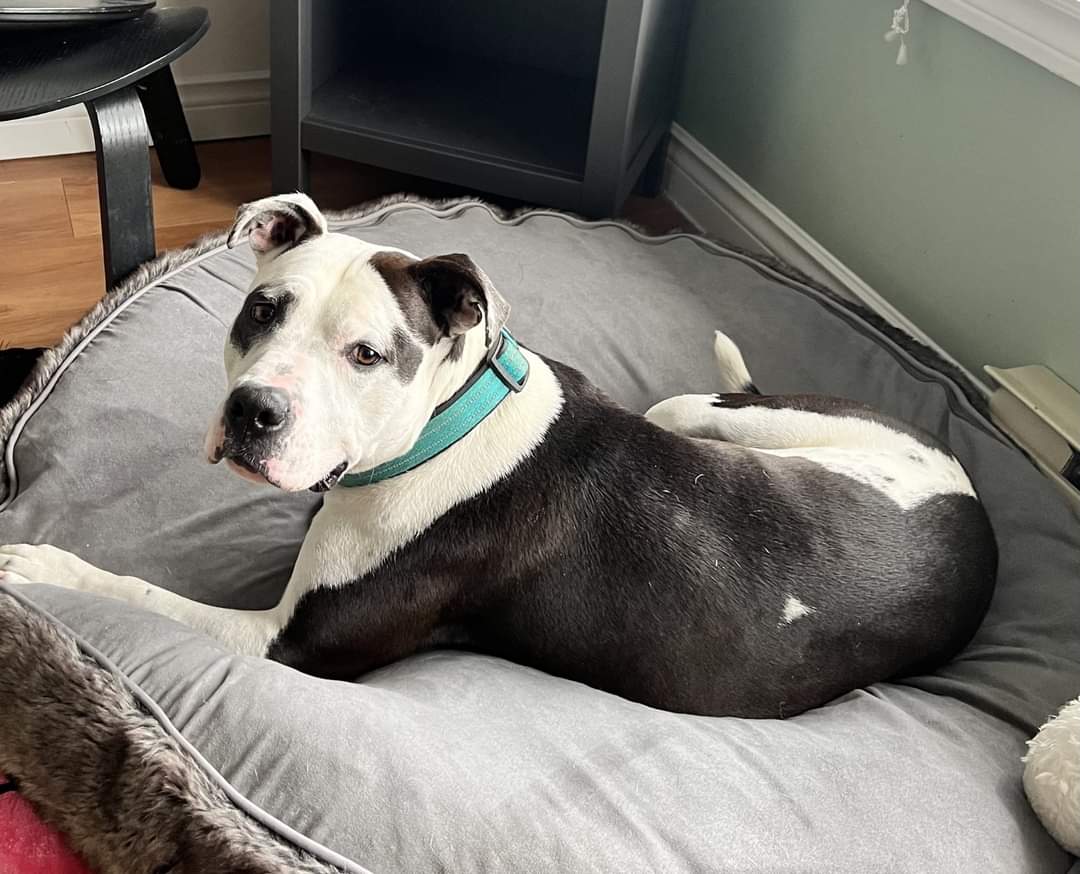 NS SPCA Adoptable Highlight - Javi