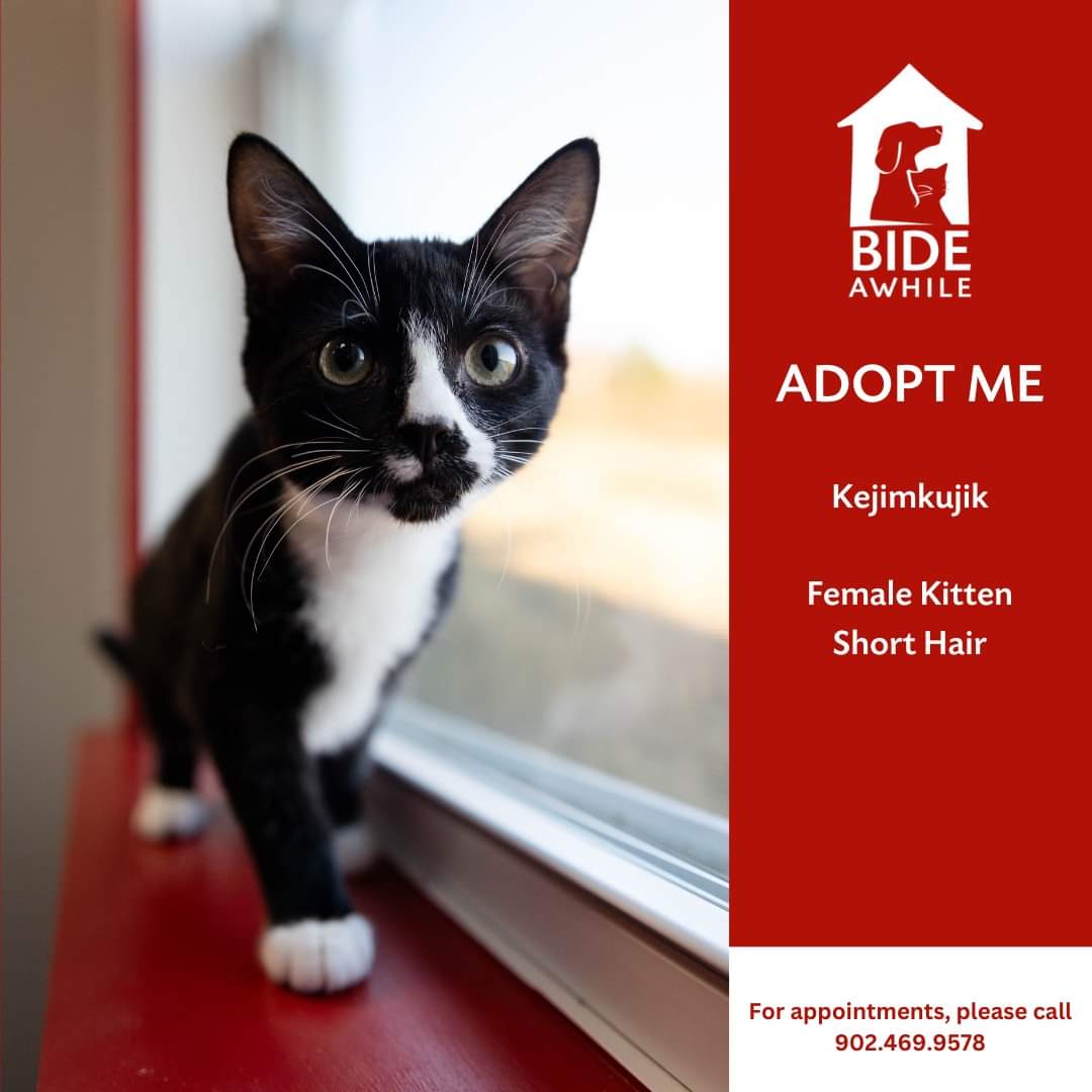 Introducing the Nova Scotians! Our newest kitten crew looking for their forever homes