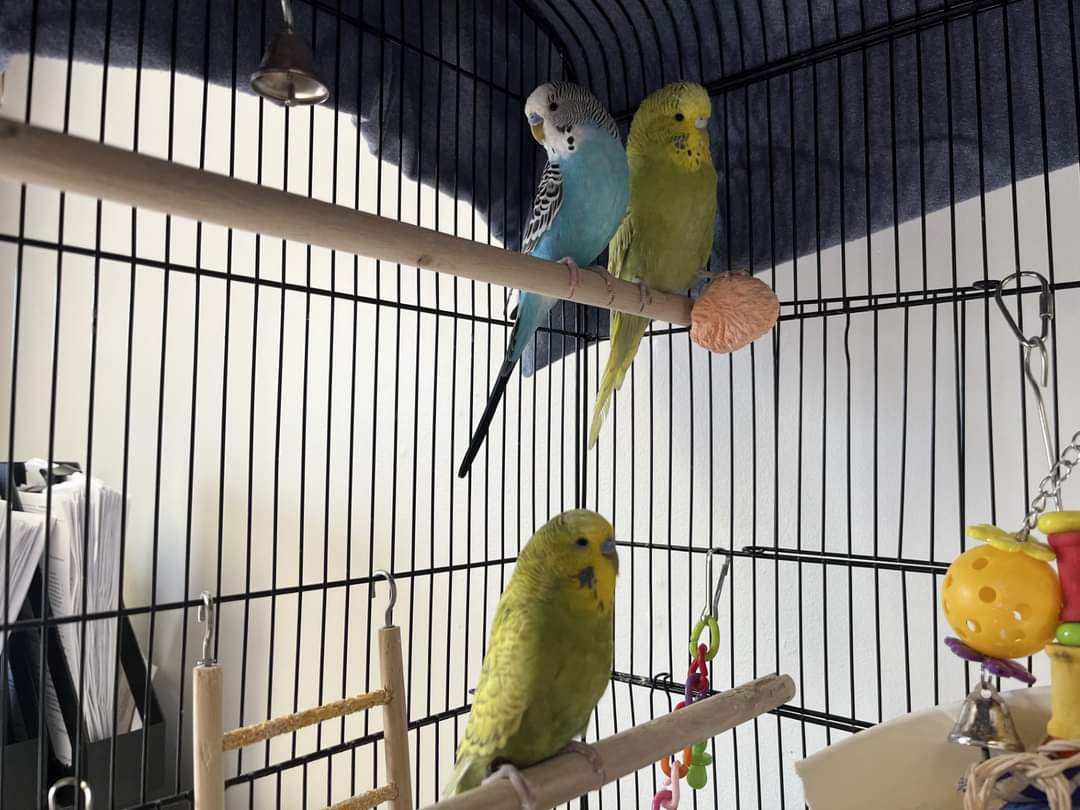 NS SPCA - New to the shelter! Melon, Fluff Fluff, & Woodstock