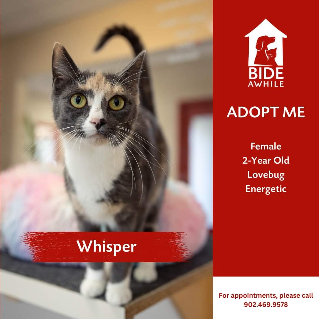 Introducing Mr. Ginger, Sadie and Whisper who are all now ready for their forever homes!