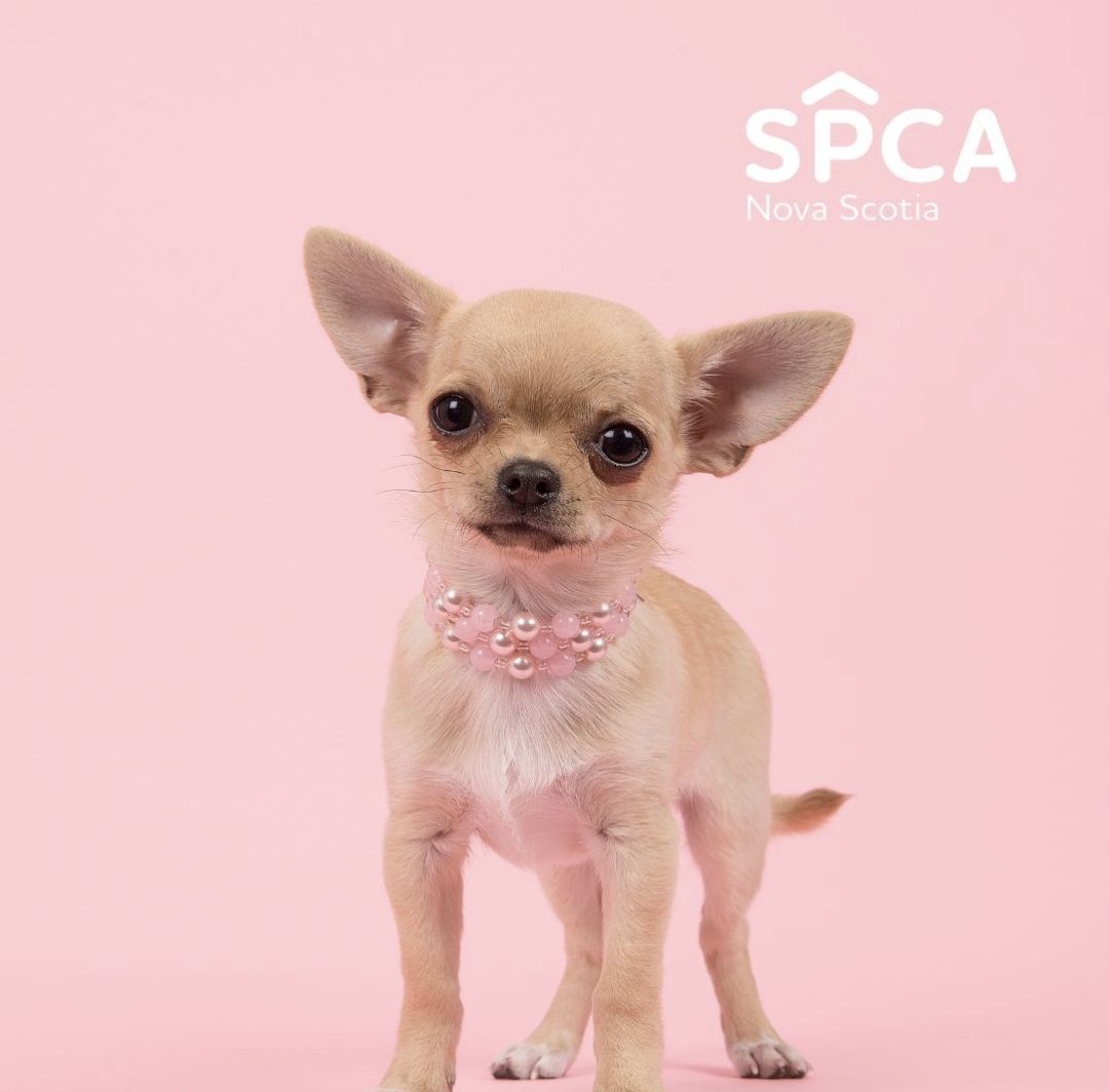 The SPCA Veterinary Hospital won Silver in the Vet Clinics category on CommunityVotes-Halifax! 