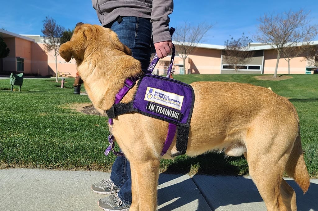 DYK? Via Paws for Purple Hearts