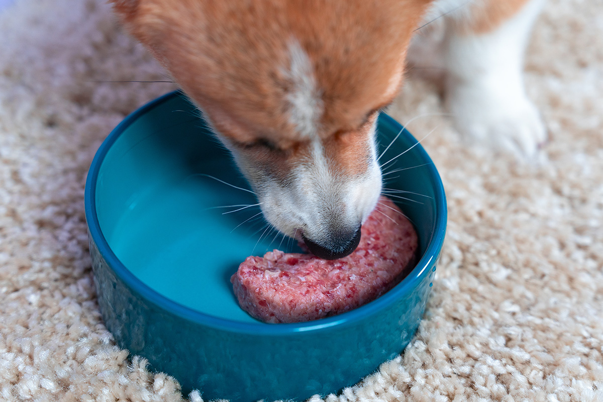 Public Health Notice: Outbreak of extensively drug-resistant Salmonella infections linked to raw pet food and contact with cattle