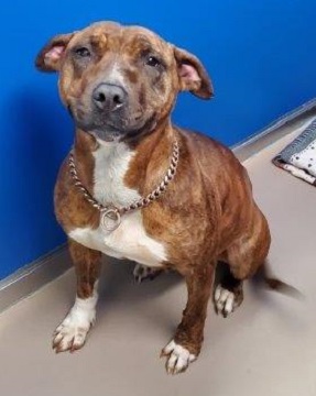 Found pets currently in the care of Halifax Animal Services
