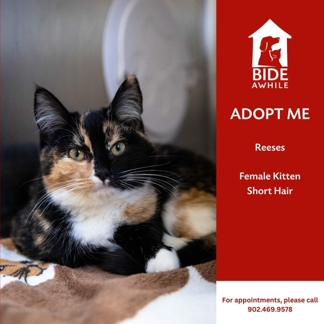 Introducing the Taylor Swift &amp; Candy Kittens who are all now ready for their forever homes!