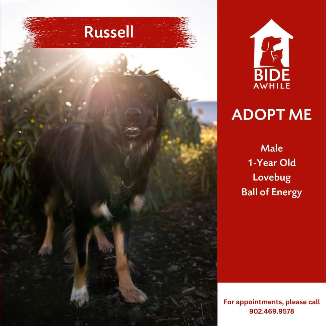 Introducing Russell who is now ready for his forever home! 