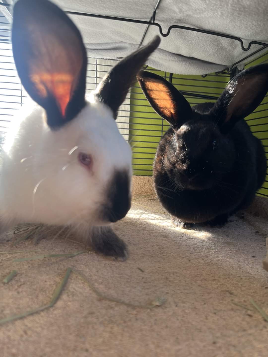 Bunnies are available for adoption from the Dartmouth SPCA